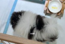 博美狗支气管炎的治疗方法（针对博美狗支气管炎的药物治疗及护理措施）