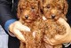 泰迪犬齿断了一半的原因及处理方法（了解泰迪犬齿断裂的常见原因和应对措施）