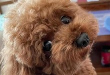 泰迪犬尿液为什么会变黄？（探究泰迪犬尿液变黄的可能原因）