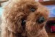 泰迪犬尿液为什么会变黄？（探究泰迪犬尿液变黄的可能原因）
