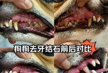 宠物狗刷牙的正确方法（掌握刷牙技巧，保护狗狗口腔健康）