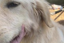 两个月大的狗狗需要睡多久？（探究幼犬睡眠需求的关键因素与注意事项）