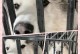 阿拉斯加狗（探寻阿拉斯加狗的起源和特点）