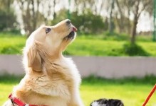 如何训练狗成为优秀的看家宠物（以安全为前提，从基础训练到高级技能全面掌握）