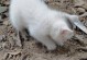 猫咪拉屎频率揭秘（探究猫咪拉屎的时间间隔及其影响因素）