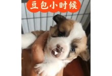 给朋友送狗狗，取名字需慎重选择（如何为朋友的新宠物取一个合适的名字）