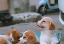 一月份的狗需要什么？（了解狗在一月份所需的关键要素）