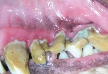 如何预防狗狗结石？（了解狗狗结石的成因和预防措施）
