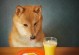 小泰迪狗是否适合食用芒果？（宠物饮食禁忌，小心芒果毒瘤！）