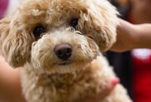 延长泰迪寿命的秘诀（探寻泰迪犬长寿的关键因素）
