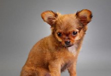 如何科学喂养2个月幼犬（关爱萌宠，从饮食开始）