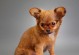 如何科学喂养2个月幼犬（关爱萌宠，从饮食开始）