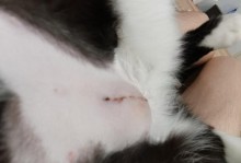如何正确选择给猫的伤口撒上什么物质？（保护猫咪伤口的正确方法与注意事项）