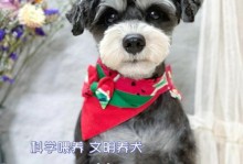 养狗须知，关注它们的健康和幸福（狗狗买回来要注意什么？了解这15个重要细节）
