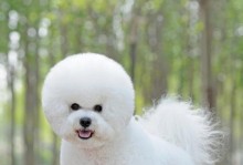 比熊犬的毛长得需要多久？（探讨比熊犬毛发生长周期与护理方法）