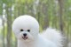 比熊犬的毛长得需要多久？（探讨比熊犬毛发生长周期与护理方法）