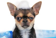 小狗的定期洗澡——让你的宠物健康快乐（从幼年开始，让小狗养成洗澡的好习惯）