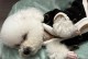 揭秘狗狗的睡眠时间（探索狗狗的睡眠习惯及相关影响）