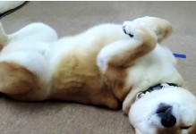 细小病在狗身上的症状——了解你的宠物的健康（探索狗犬细小病的早期警示信号及应对方法）