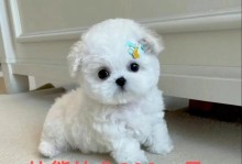 比熊幼犬断奶后的适宜水果食物（为幼犬提供均衡营养的15种水果）