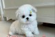 比熊幼犬断奶后的适宜水果食物（为幼犬提供均衡营养的15种水果）