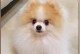 适合新手的小型犬养育指南（选择最适合你的小型犬伴侣）