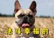 法斗（探索以法斗犬为主治疗方式的表现和效果）