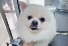 博美犬前躯病症状及防治方法（了解博美犬前躯病的主要症状与治疗建议）