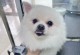 博美犬前躯病症状及防治方法（了解博美犬前躯病的主要症状与治疗建议）