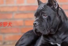 DifferentDogBreeds（ExploringtheFascinatingWorldofCanineDiversity）