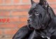 DifferentDogBreeds（ExploringtheFascinatingWorldofCanineDiversity）