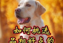 拉布拉多最便宜犬小犬价格一览