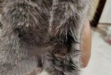 猫猫换胎毛的时机与注意事项（猫猫胎毛脱落周期及保护方法）