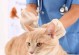猫咪打疫苗需注意的反应及处理方式（以宠物为主，做好疫苗注射的前期准备是关键）