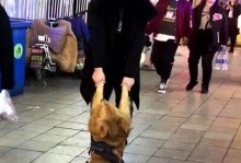 如何训练金毛犬出门跟人走（以宠物为主，轻松教你训练金毛犬走路）