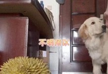 金毛幼犬吐后饮食指南（让你的金毛宝宝恢复健康美味的建议）