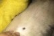 幼犬身上的寄生虫（了解幼犬身上的寄生虫，给它们更健康的成长环境）