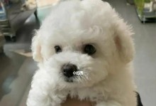 2个月大的小狗适合喂食什么？（宝贝狗狗的饮食需求和健康成长）