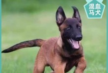 全科目犬（发掘全科目犬的无限潜力与魅力）
