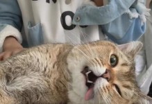 猫咪麻药作用时间及醒来时间解析（了解猫咪麻药作用时间，让它们安全清醒）