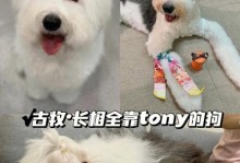 宠物美容（让你的以古牧焕发新颜，健康自信一整天）