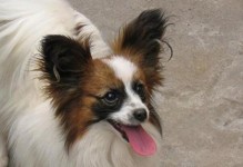 以蝴蝶犬训练方法提升宠物素养（营造良好宠物行为习惯，培养亲密宠物关系）