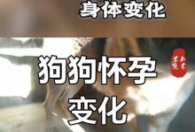 以德牧下狗间隔多久？（合理安排以德牧犬下狗时间是保证繁殖质量的关键）