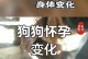 以德牧下狗间隔多久？（合理安排以德牧犬下狗时间是保证繁殖质量的关键）