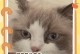 猫咪怀孕多久了？一窥猫咪孕期之谜（揭秘猫咪怀孕周期，了解猫咪生育的奥秘）