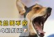 探究幼犬老叫的原因及解决方法（了解幼犬为何老是叫以及如何有效应对）