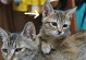 野猫的繁殖周期及生育时间（探究野猫何时生小猫的生物特征与环境因素）