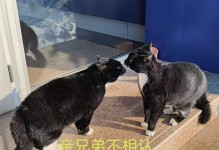 神秘的“猫狗兽”（揭开“猫狗兽”的真实面纱）