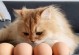 猫咪为什么不能以鸡蛋白为主食？（探究猫咪食用鸡蛋白的不良影响及原因）
