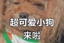 小狗的饮食需求与喂养时间（探索刚出生小狗饮食规律的关键因素）